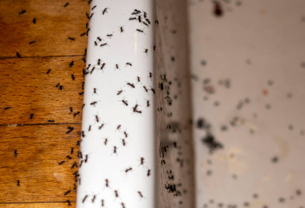 Best Best Pest Control Companies  in Centerville, GA